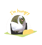 かわいい 白鳥スタンプ（個別スタンプ：23）