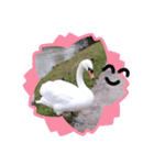 かわいい 白鳥スタンプ（個別スタンプ：24）