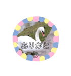 かわいい 白鳥スタンプ（個別スタンプ：31）