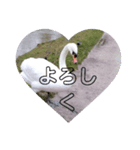 かわいい 白鳥スタンプ（個別スタンプ：33）