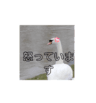 かわいい 白鳥スタンプ（個別スタンプ：35）