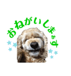 バディとグッキー（個別スタンプ：3）