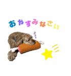 バディとグッキー（個別スタンプ：4）