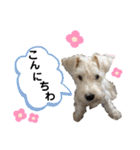 バディとグッキー（個別スタンプ：12）