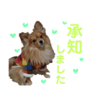 めいちゃんのスタンプ1♡（個別スタンプ：17）