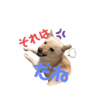 白柴のまめ③（個別スタンプ：4）