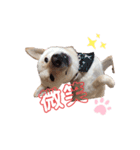 白柴のまめ③（個別スタンプ：14）