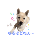 白柴のまめ③（個別スタンプ：15）