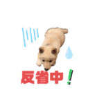 白柴のまめ③（個別スタンプ：19）