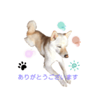 白柴のまめ②（個別スタンプ：13）