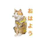 こまちのほのぼの生活です。（個別スタンプ：2）