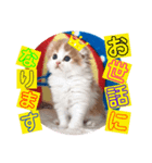 ねこまーち もちもちベイビーちゃん（個別スタンプ：1）