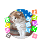 ねこまーち もちもちベイビーちゃん（個別スタンプ：2）