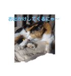 三毛猫のねねちゃんスタンプ！！（個別スタンプ：34）