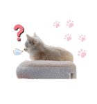 リンとユキのスタンプ3（個別スタンプ：5）