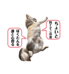 リンとユキのスタンプ3（個別スタンプ：10）