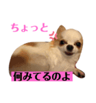 リンとユキのスタンプ3（個別スタンプ：11）