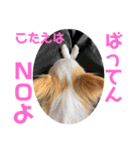 リンとユキのスタンプ3（個別スタンプ：15）