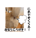 リンとユキのスタンプ3（個別スタンプ：16）