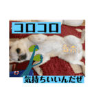 リンとユキのスタンプ3（個別スタンプ：20）