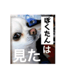 リンとユキのスタンプ3（個別スタンプ：23）
