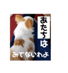 リンとユキのスタンプ3（個別スタンプ：24）