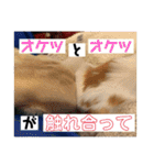 リンとユキのスタンプ3（個別スタンプ：25）