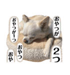 リンとユキのスタンプ3（個別スタンプ：30）