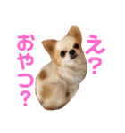 リンとユキのスタンプ3（個別スタンプ：37）