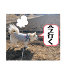 リンとユキのスタンプ3（個別スタンプ：39）