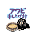 ミニチュアダックスの気ままなランチ24（個別スタンプ：1）