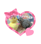 インコ雛STYLE（個別スタンプ：1）