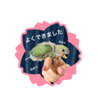 インコ雛STYLE（個別スタンプ：2）