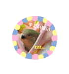 インコ雛STYLE（個別スタンプ：3）