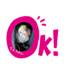 インコ雛STYLE（個別スタンプ：5）
