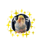 インコ雛STYLE（個別スタンプ：8）