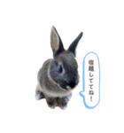 チョコくんだよ。（個別スタンプ：14）
