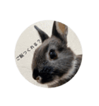 チョコくんだよ。（個別スタンプ：17）