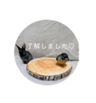 チョコくんだよ。（個別スタンプ：24）