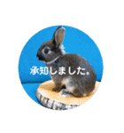 チョコくんだよ。（個別スタンプ：36）
