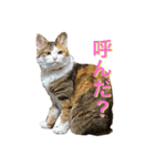 こまちのほのぼの生活（個別スタンプ：5）
