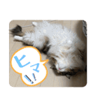 かわいいビビ♡（個別スタンプ：7）