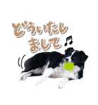 ボーダーコリー ベルの楽しい1日（個別スタンプ：2）