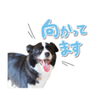 ボーダーコリー ベルの楽しい1日（個別スタンプ：3）