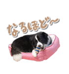 ボーダーコリー ベルの楽しい1日（個別スタンプ：4）