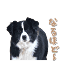 ボーダーコリー ベルの楽しい1日（個別スタンプ：7）