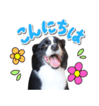 ボーダーコリー ベルの楽しい1日（個別スタンプ：9）