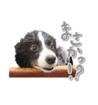 ボーダーコリー ベルの楽しい1日（個別スタンプ：10）