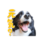 ボーダーコリー ベルの楽しい1日（個別スタンプ：14）
