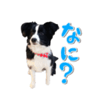 ボーダーコリー ベルの楽しい1日（個別スタンプ：16）